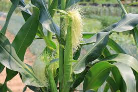 slika koja pokazuje kukuruznu svilu u polju